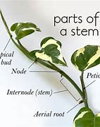 Image result for Plant Stem Parts