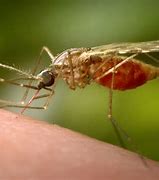 Image result for Malaria Mosquito