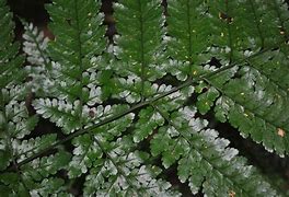 Image result for Dryopteris schorapanensis