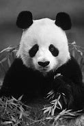 Image result for Lonely Panda