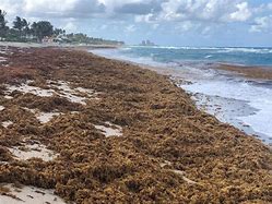 Image result for Key West FL Sargassum