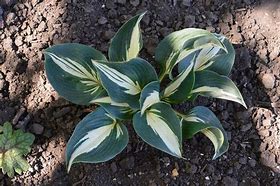 Image result for Hosta Half and Half