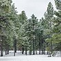 Image result for Arizona Winter Snow Retreats