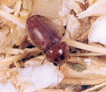 Image result for Cigarette Beetle Infestation