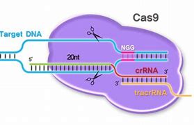 Image result for Gene Parts