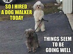 Image result for Funny Dog Walking Memes