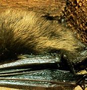 Image result for Little Brown Bat