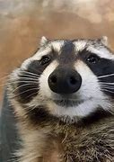 Image result for Cute Funny Raccoon