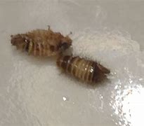 Image result for Bed Bug vs Carpet Beetle Larvae