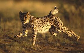 Image result for Cheetah Cross Wallpaper 4K