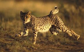 Image result for Cheetah Images 4K