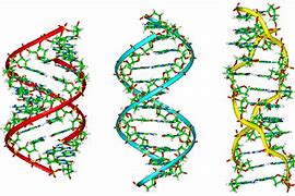 Image result for Datos Curiosos Del ADN