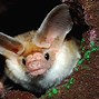 Image result for Albino Egyptian Fruit Bat