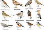 Image result for 10 Nombres de Aves. Size: 155 x 106. Source: www.pinterest.com