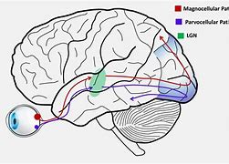 Image result for Brain Pathways Universe