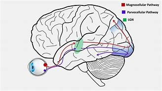 Image result for Perceptual Cells