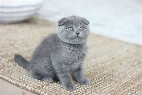 Image result for Blue Scottish Fold Cat