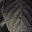 Image result for Leaves Background Wallpaper