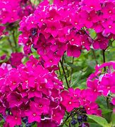 Image result for Phlox paniculata Tenor