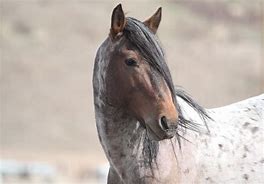 Image result for Wild Horse Photography