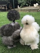 Image result for Funny Silkie Chickens