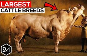 Image result for Biggest Cows in SA