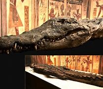 Image result for Crocodile Mummies