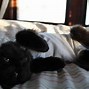 Image result for Crazy Cat Pics Funny
