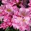 Image result for Rhododendron (T) Scintillation