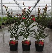 Image result for Lagerstroemia indica ENDURING RED