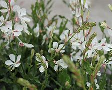 Image result for GAURA VANILLA