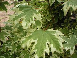 Image result for Variegated Maple Tree