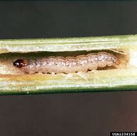 Image result for "european-corn-borer"