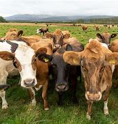 Image result for Icelandic Cattle Breeds