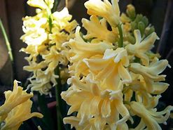 Image result for Hyacinthus Yellow Queen