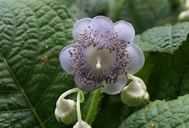 Image result for Deinanthe caerulea Blue Wonder