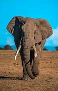 Image result for Africa Zoo Background Unsplash