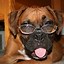 Image result for Silly Boxer Dog