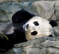 Image result for Giant Panda Paw