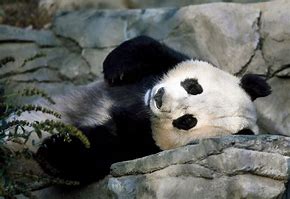 Image result for Giant Panda Natural Habitat
