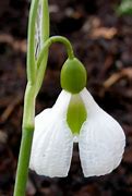 Billedresultat for Galanthus plicatus Diggory