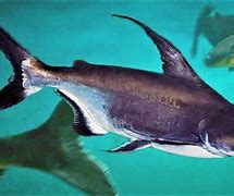 Image result for Shark That Could Be in a Fish Tank