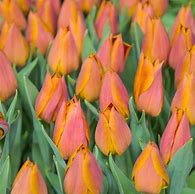 Image result for Tulipa Request