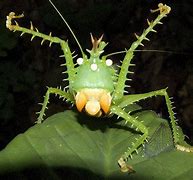 Image result for Katydid Mouth