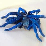 Image result for Tarantula Front View