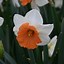 Image result for Narcissus Cassata