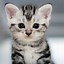 Image result for Best Wallpapers for Mobile Cute