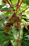 Image result for Actinidia Chinensis Fruit