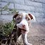 Image result for Pit Bull Type Dogs