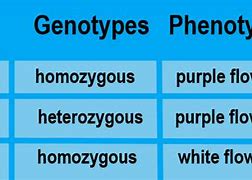 Image result for What Is a Homozygous